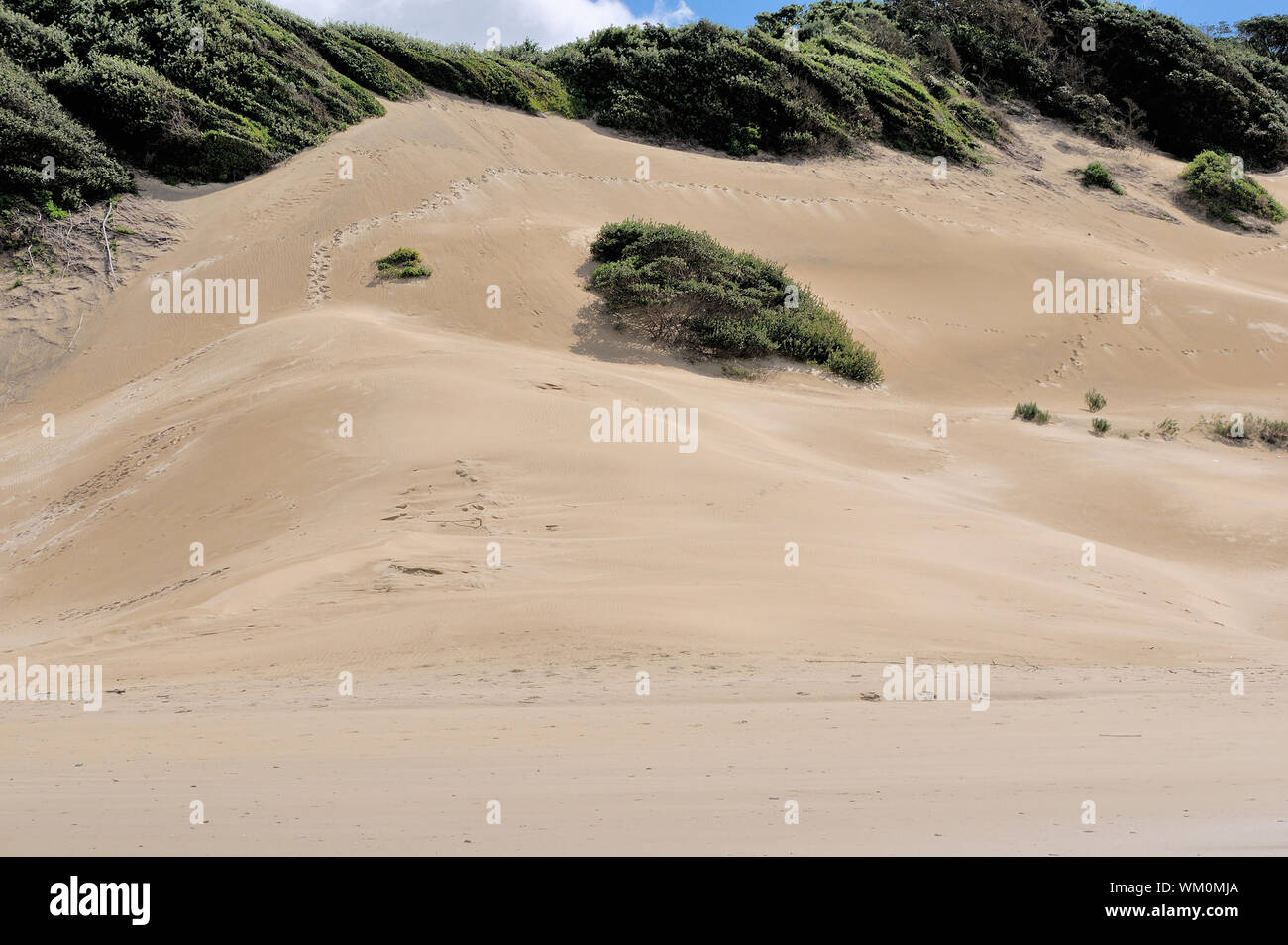 Strand Dünen bei East London South Africa Stockfoto