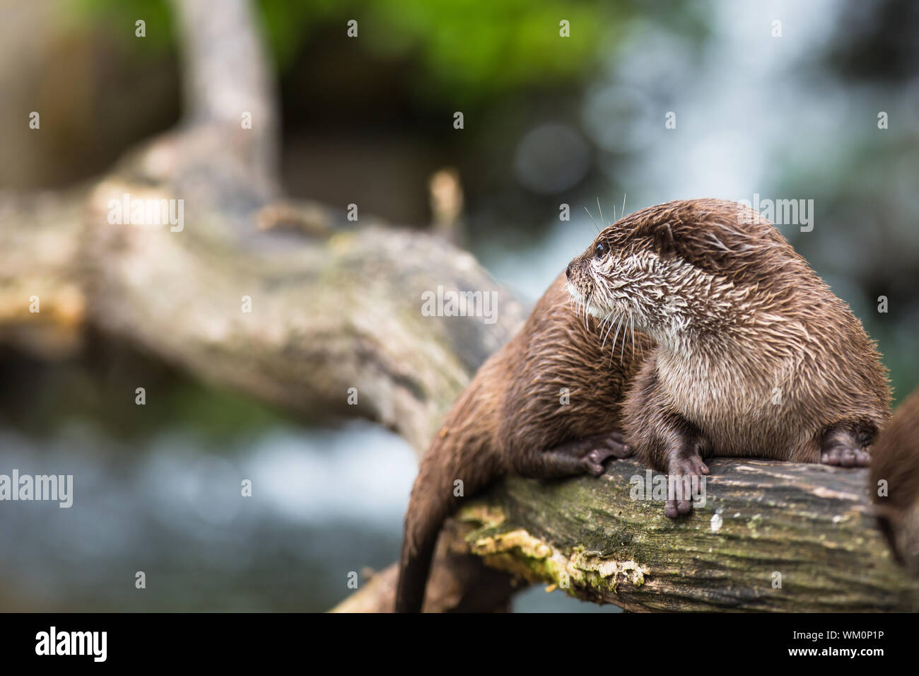 Eine orientalische kleine krallte Otter / Aonyx Cinerea / asiatische kleine krallte Otter Stockfoto