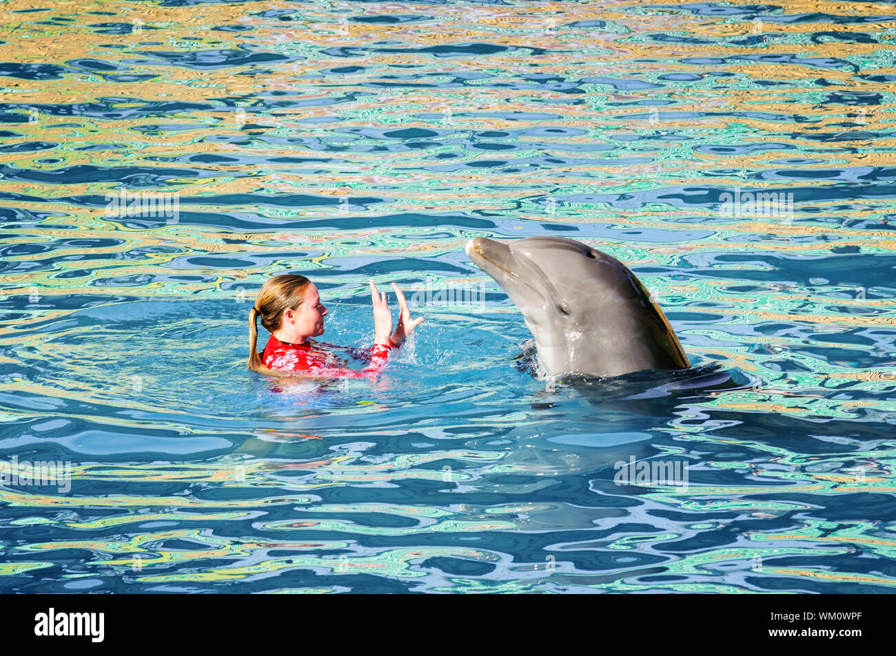 MIAMI, USA - Januar 24,2014: Tauchlehrer führen Sie mit Dolphin unter zeigen, im Miami Seaquarium. im Jahre 1955 gegründet, ist die älteste Ozeanarium in den Vereinigten Staaten Stockfoto