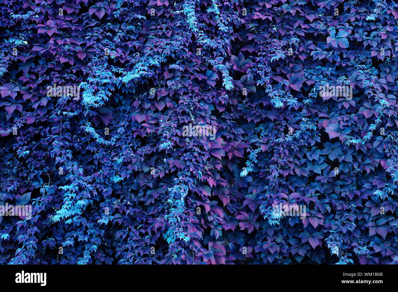 Blau und lila Efeu Hintergrund Stockfotografie - Alamy