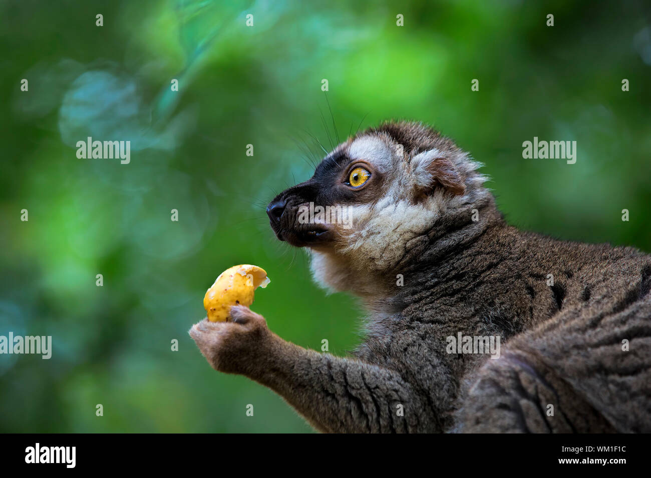 Lemur Porträt Stockfoto