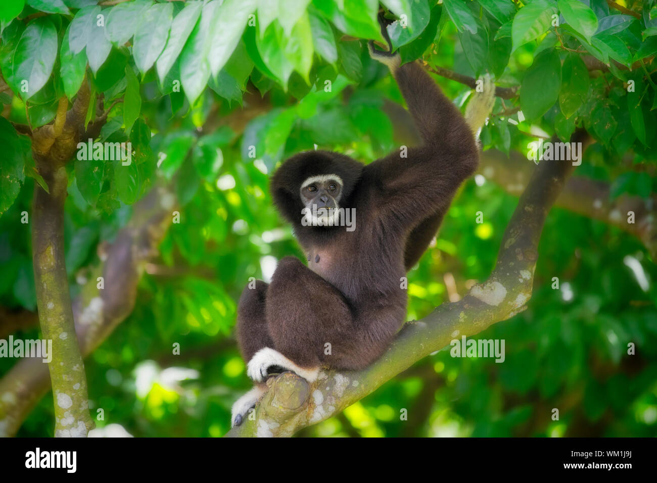 Gibbon-Affen in Kota Kinabalu, Borneo, Malaysia Stockfoto