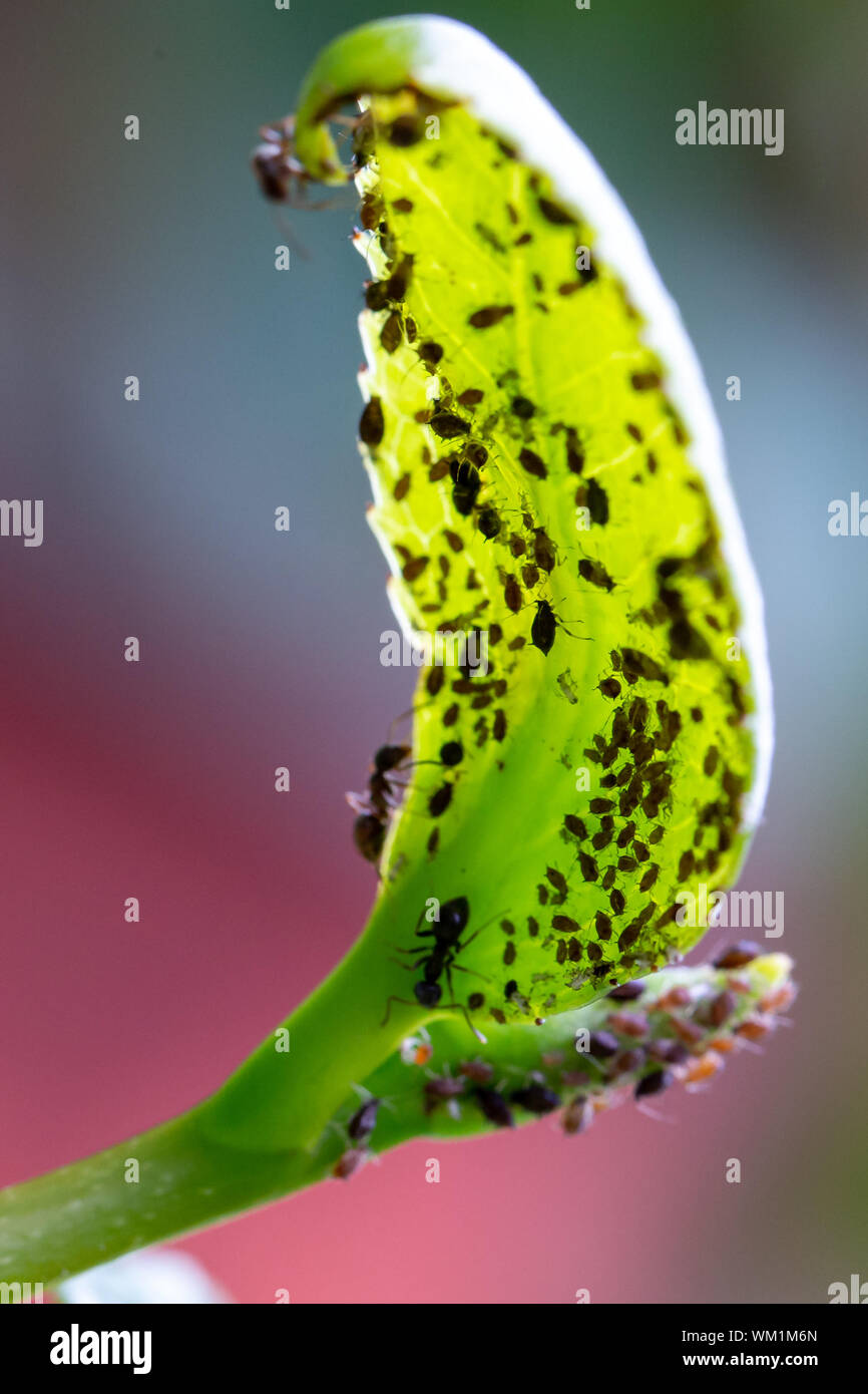 Herde der Blattläuse (aphidoidea) durch schwarze Ameisen (Lasius Niger) auf der Unterseite von einem grünen Blatt bewirtschaftet werden, Stockfoto