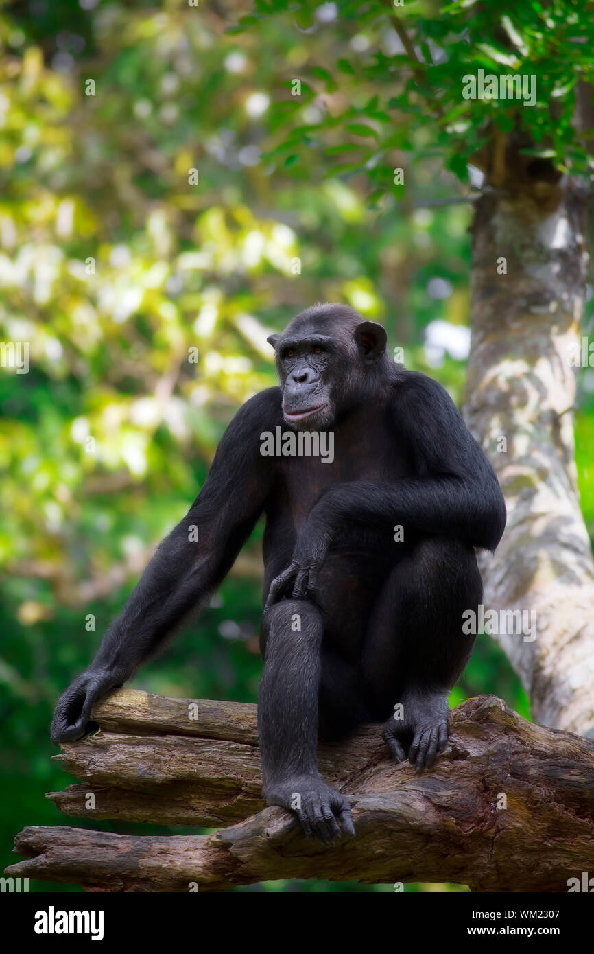 Porträt eines gemeinsamen Schimpansen in freier Wildbahn Stockfoto