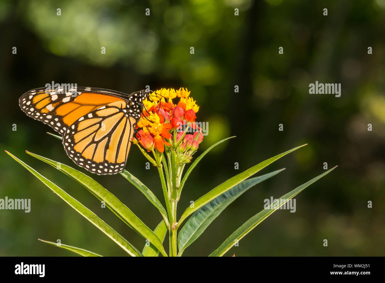 Monarchfalter (Danaus Plexippus) Stockfoto