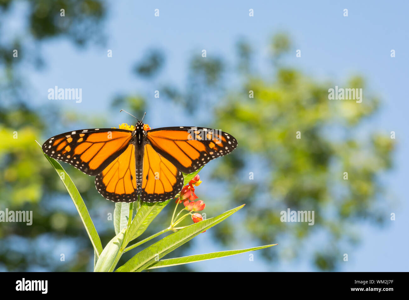 Monarchfalter (Danaus Plexippus) Stockfoto