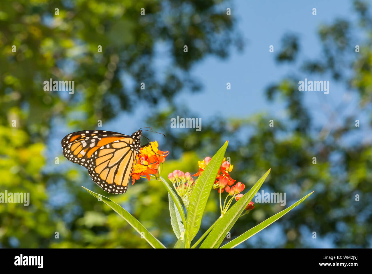 Monarchfalter (Danaus Plexippus) Stockfoto