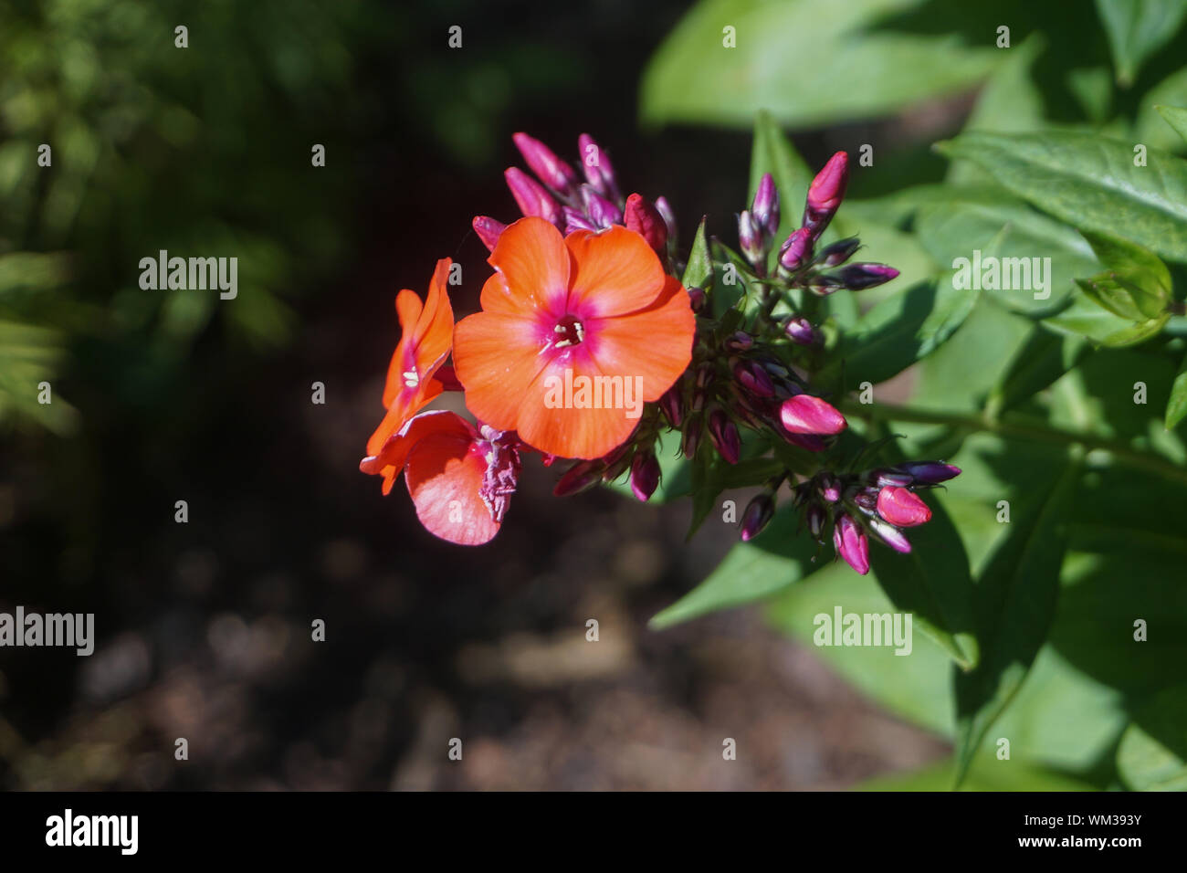 "Fire Dragon' Sun Rose (Helianthemum) - auch bekannt als Rock Rose, Rush rose, oder Frost Unkraut, ist eine blühende Pflanzen in der Familie Cistaceae. Stockfoto