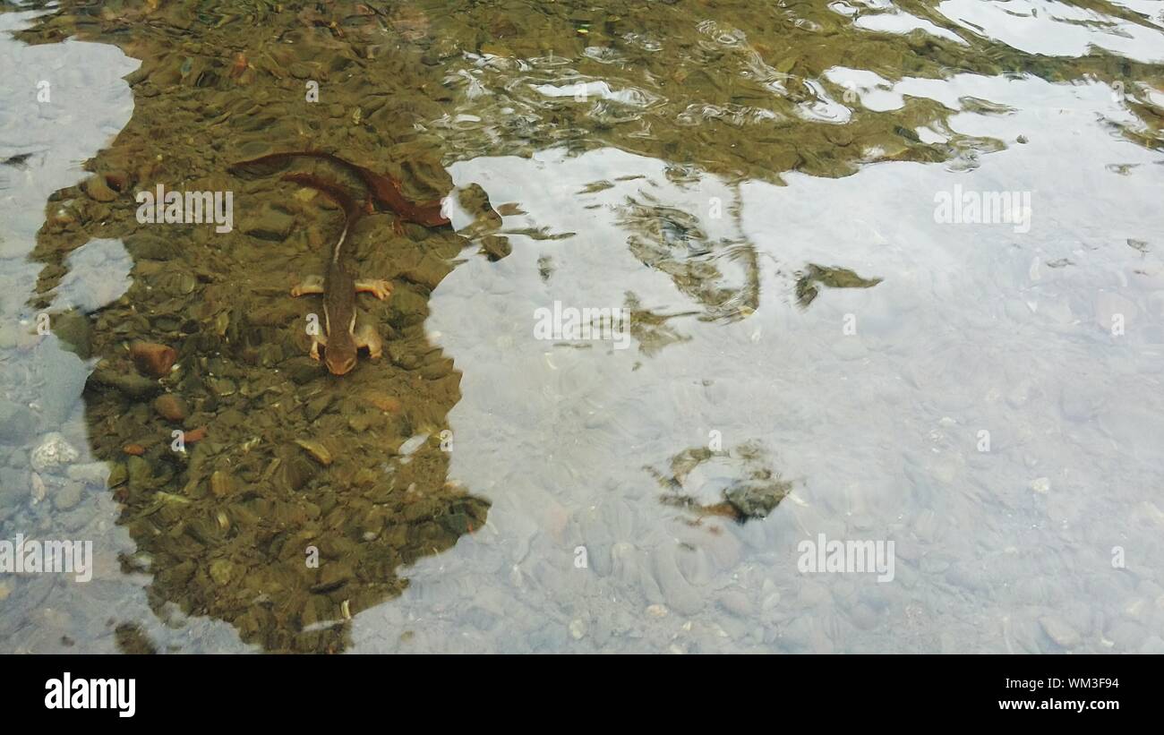 Die salamander Fotos und Bildmaterial in hoher Auflösung Alamy