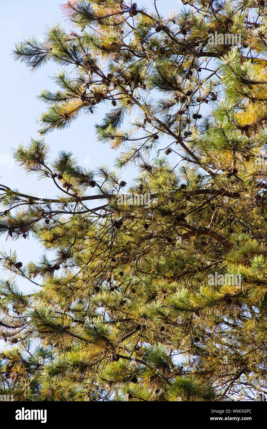 Japanische rote kiefer pinus densiflora Fotos und Bildmaterial in