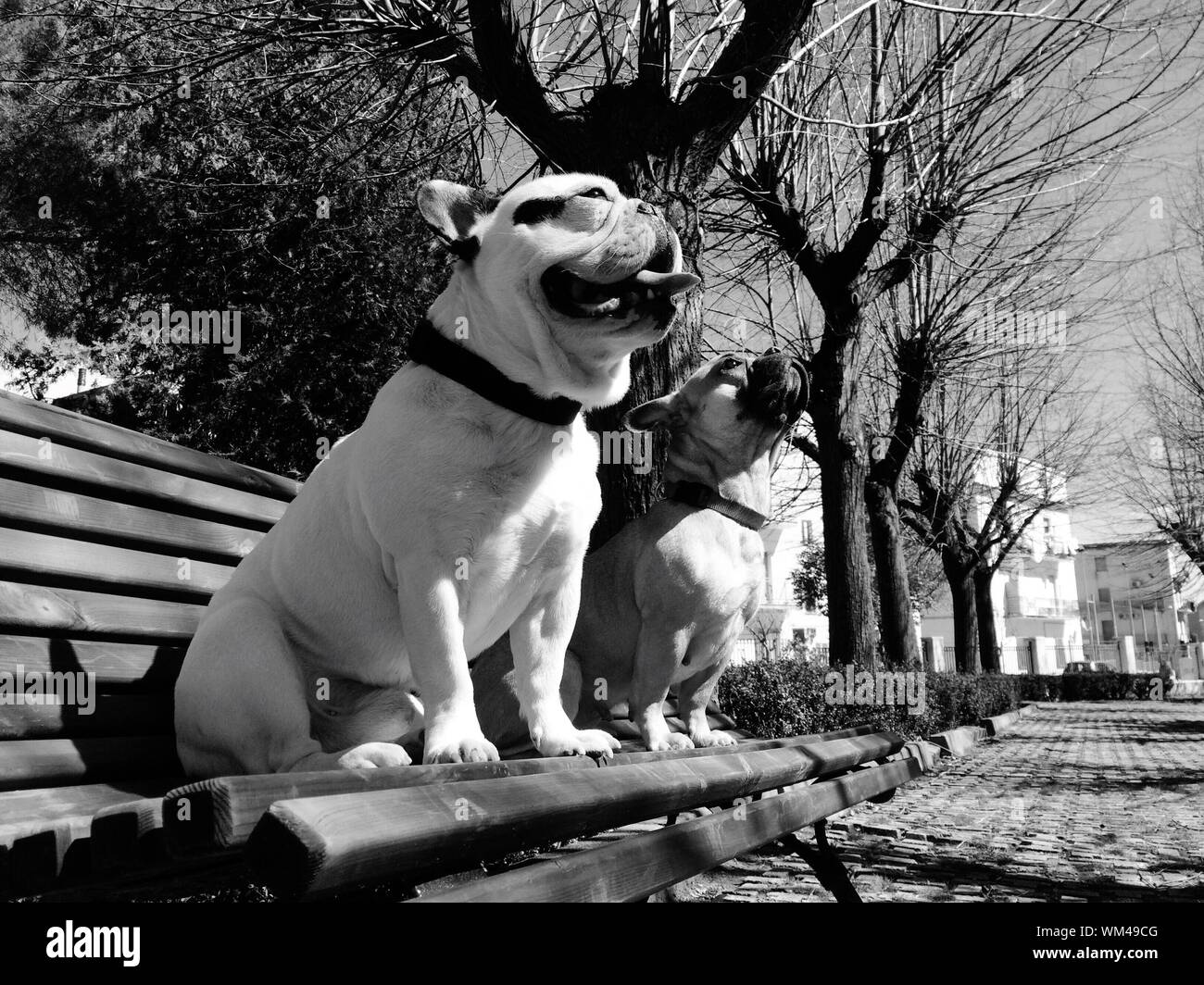 Hunde sitzt auf der Bank von Bäumen im Park Stockfoto