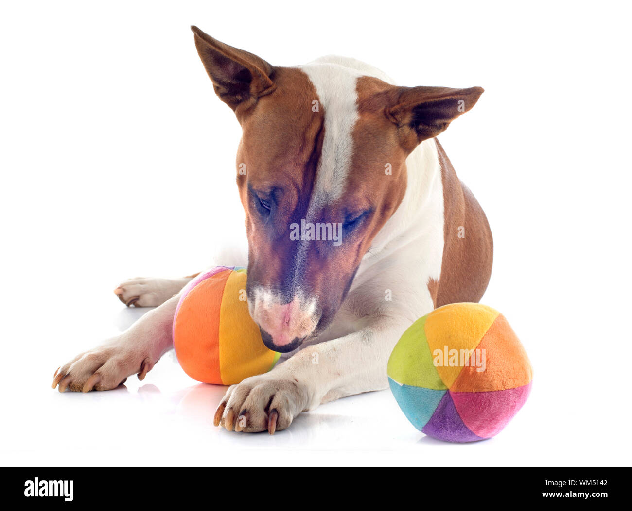 Bull Terrier vor weißem Hintergrund Stockfoto
