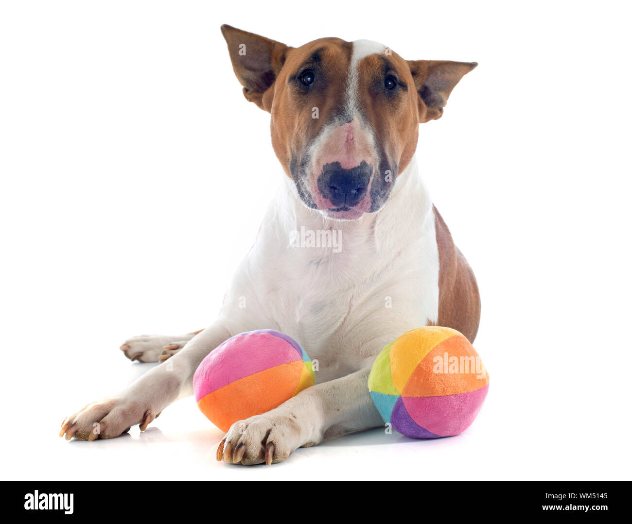Bull Terrier vor weißem Hintergrund Stockfoto