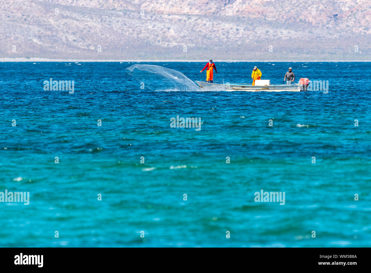 Fischer in einem kleinen Boot casting einem Fischernetz in Baja California Sur, Mexiko. Stockfoto