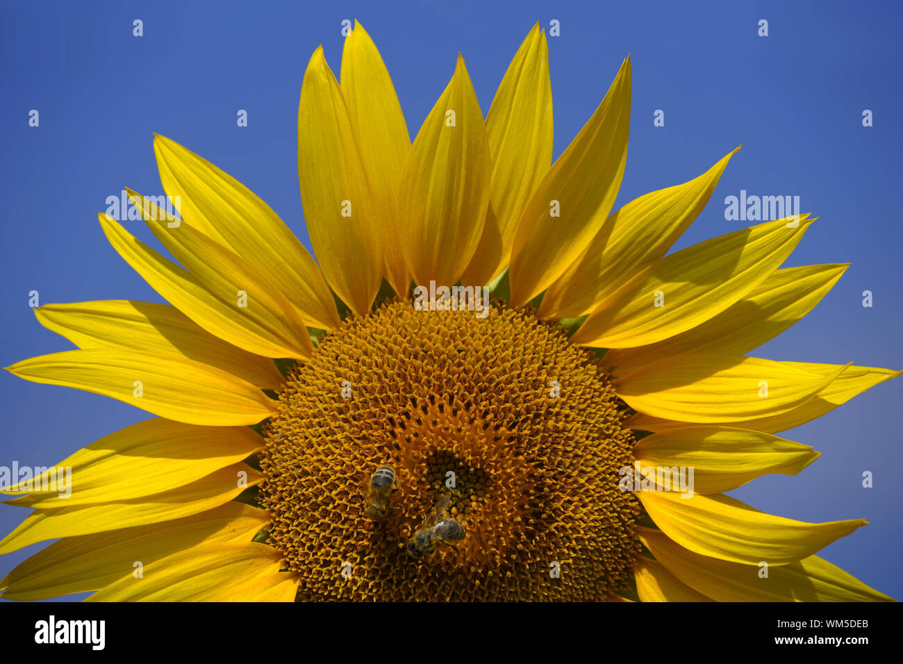 Bienen auf einer Sonnenblume Stockfoto