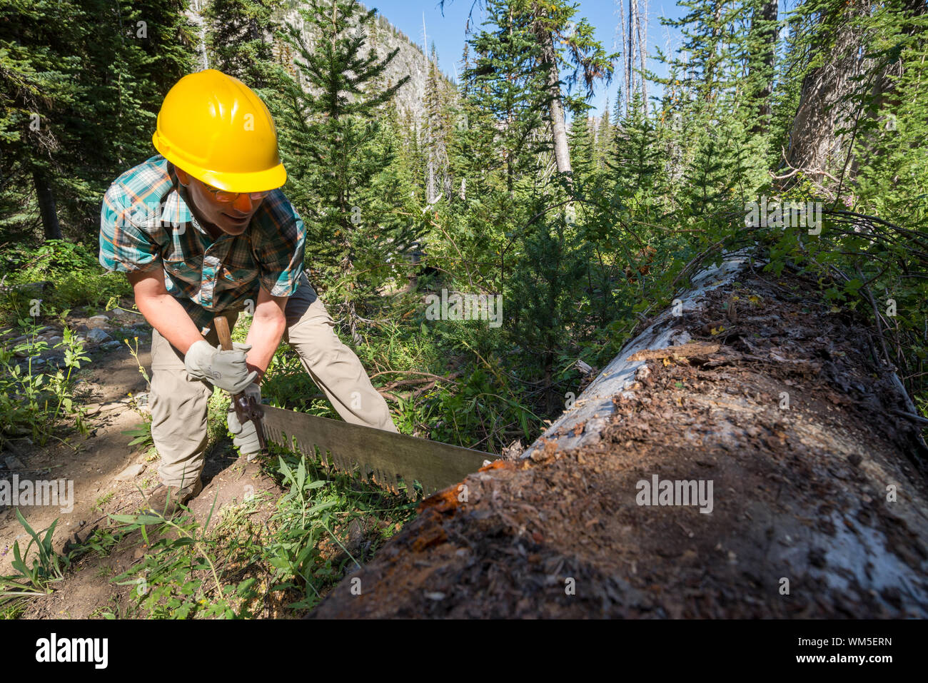 Mit Hilfe einer Quersäge ein Baum auf der Spur in der Oregon Wallowa Mountains zu schneiden. Stockfoto