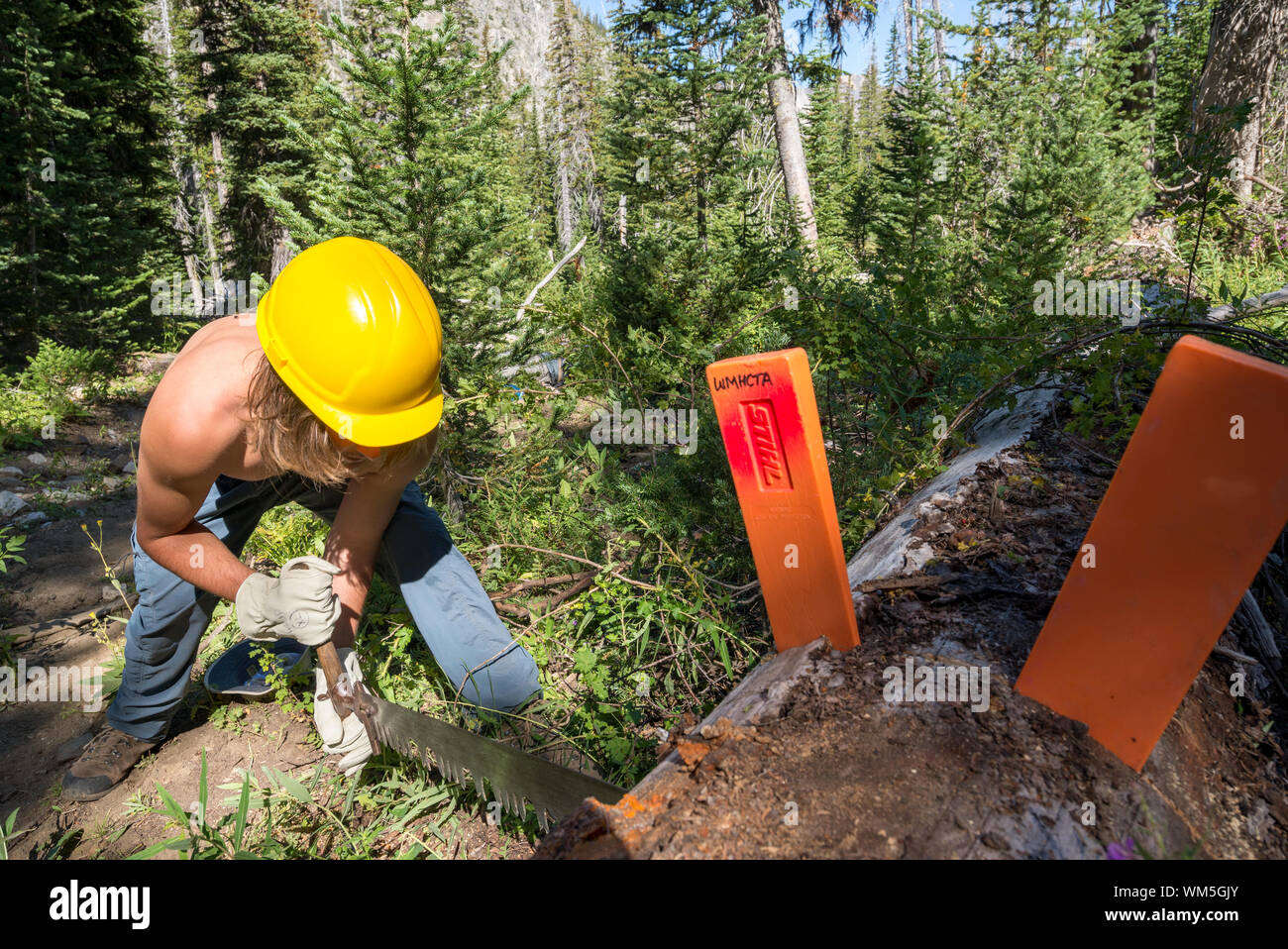 Mit Hilfe einer Quersäge ein Baum auf der Spur in der Oregon Wallowa Mountains zu schneiden. Stockfoto