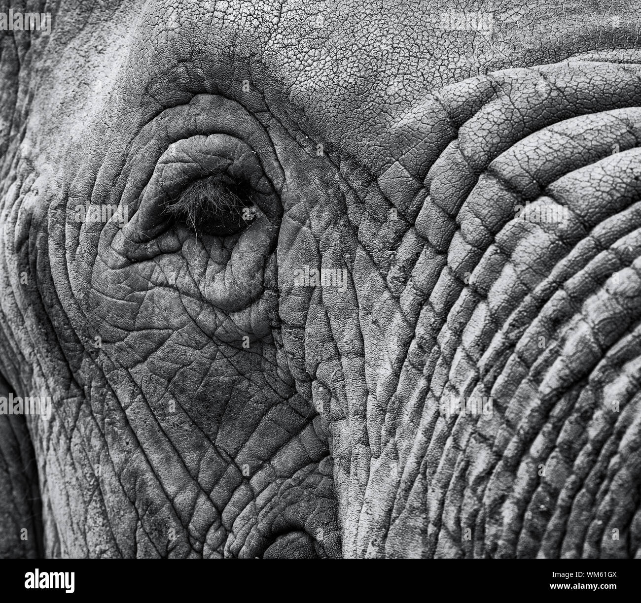 Closeup makro Bild von einem Elefanten Auge mit gealterten Haut und Kofferraum in Schwarz und Weiß mit Copyspace Bereich für Wildnis Natur Elefant entwirft eine Stockfoto