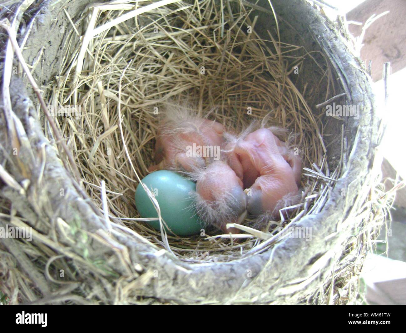 Hohe Betrachtungswinkel von Robin's Nest mit Neugeborenen und Ei Stockfoto