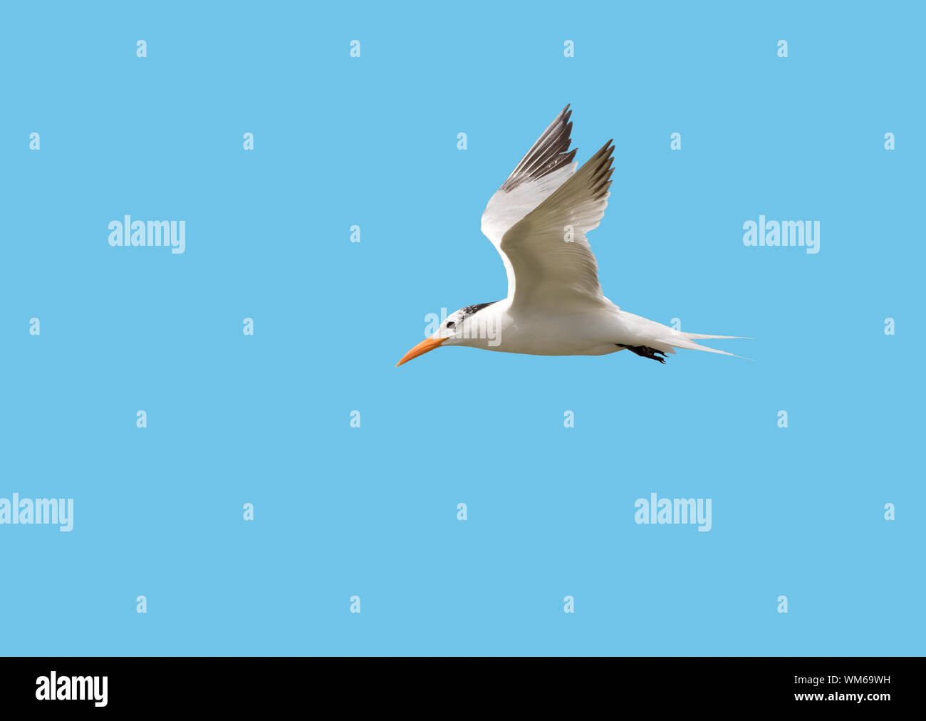 Die Royal tern (Thalasseus maximus) im blauen Himmel, Galveston, Texas Stockfoto