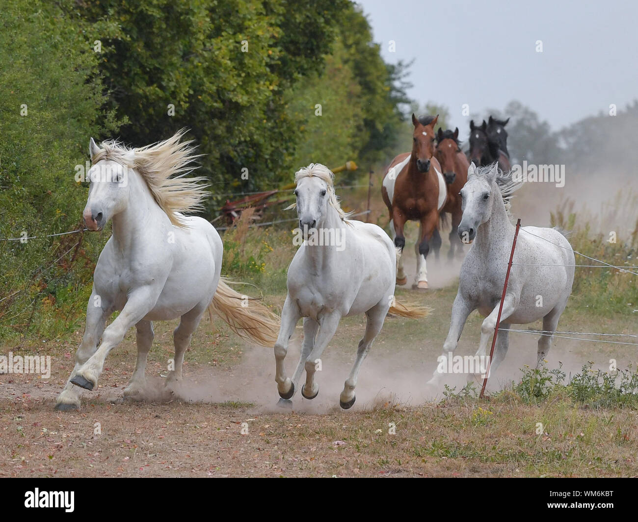 03 September 2019, Brandenburg, Müncheberg: Das kalte Blut Kapitän (l) galoppiert vor andere Pferde auf einer Weide des Sunbow Ranch von daja Ziefuß und Christian Scholle-Ziefu ß. Christian Scholle-Ziefu ß's Horse Ranch in der Nähe von Müncheberg wird zum Schauplatz für ein Ritterturnier. (Zu "Durch die Ritter des Drachen Moor') Foto: Patrick Pleul/dpa-Zentralbild/ZB Stockfoto