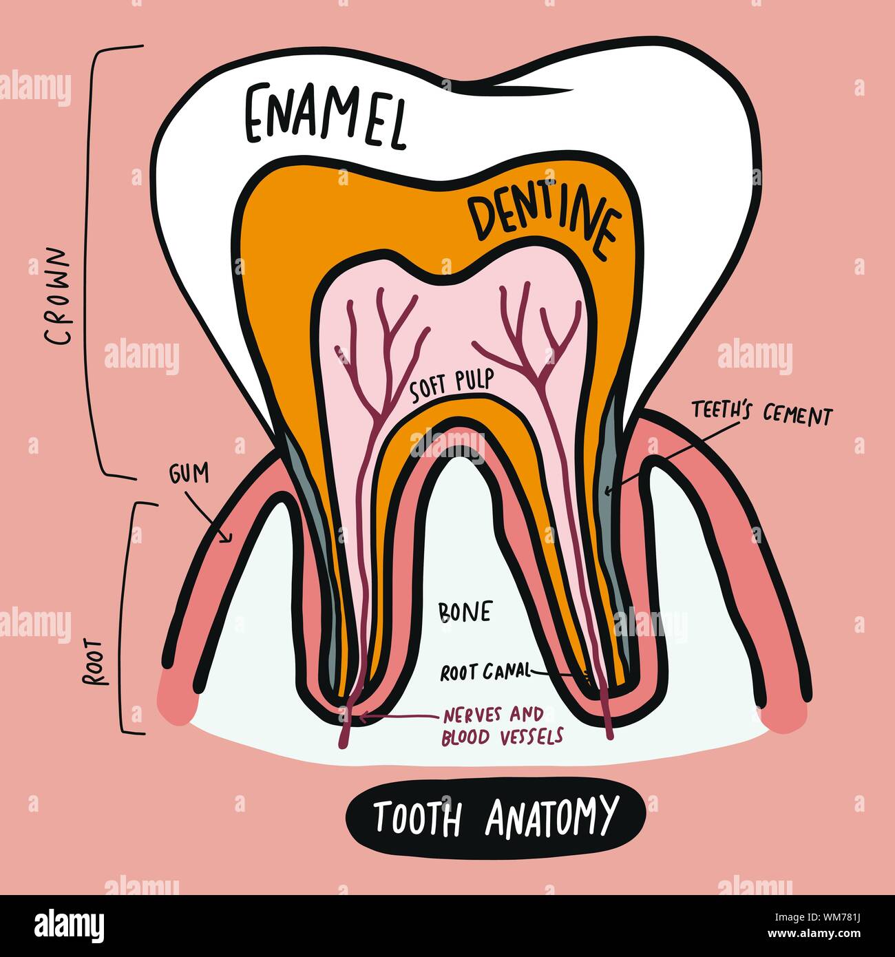 Zahn Anatomie Vector Illustration Stock Vektor