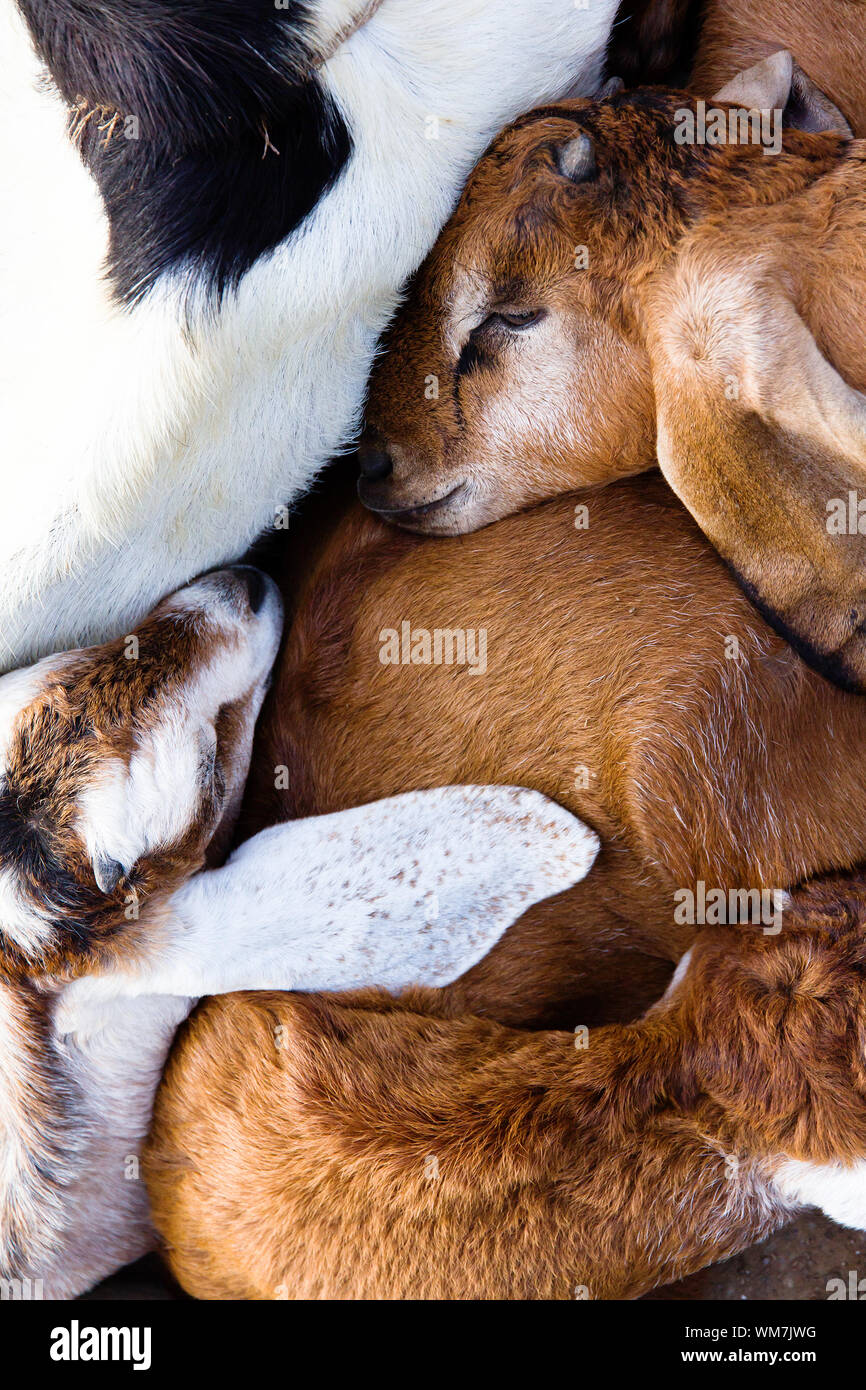 Baby-Ziegenkäse-Schlaf in der farm Stockfoto