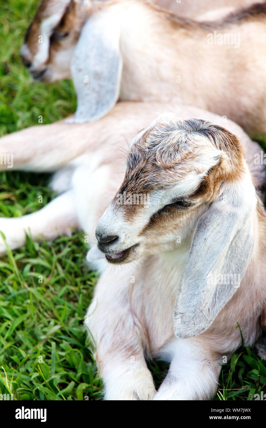 Baby-Ziegenkäse-Schlaf in der farm Stockfoto