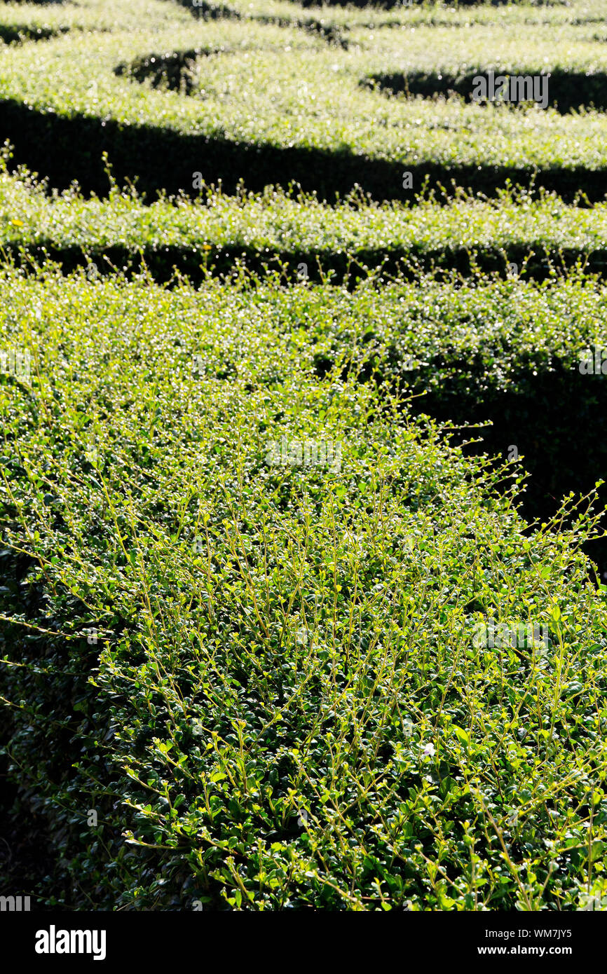 Labyrinth Labyrinth Stockfoto