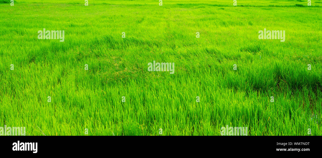 Grüne Natur terrassierten Reisfeldern. Landwirtschaft ländlichen Lebens wachsenden Reisanbau mit blauen himmel wolke landschaft Hintergrund. Landwirtschaftliche Lebensstil und tr Stockfoto