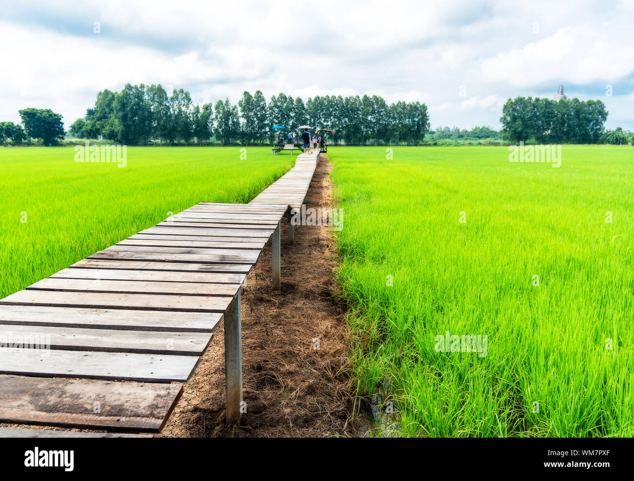 Grüne Natur terrassierten Reisfeldern mit Holzsteg. Landwirtschaft ländlichen Lebens wachsenden Reisanbau mit blauen himmel wolke landschaft Hintergrund. Agricult Stockfoto
