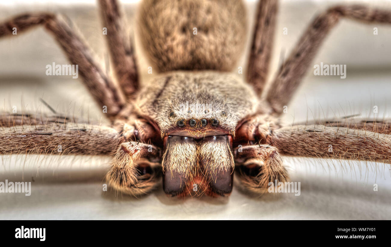 Extreme Close-up Arachnid Stockfoto