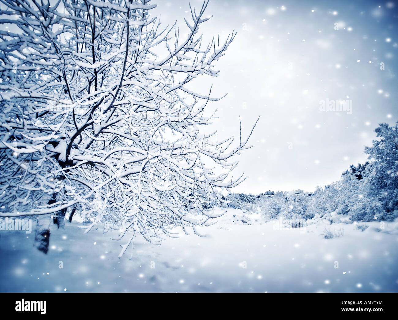 Schönen Winter Landschaft, blau Natur Hintergrund, Baum im Park bedeckt mit Schnee und Raureif, Weihnachtszeit, verschneiten Wetter in Drea Stockfoto