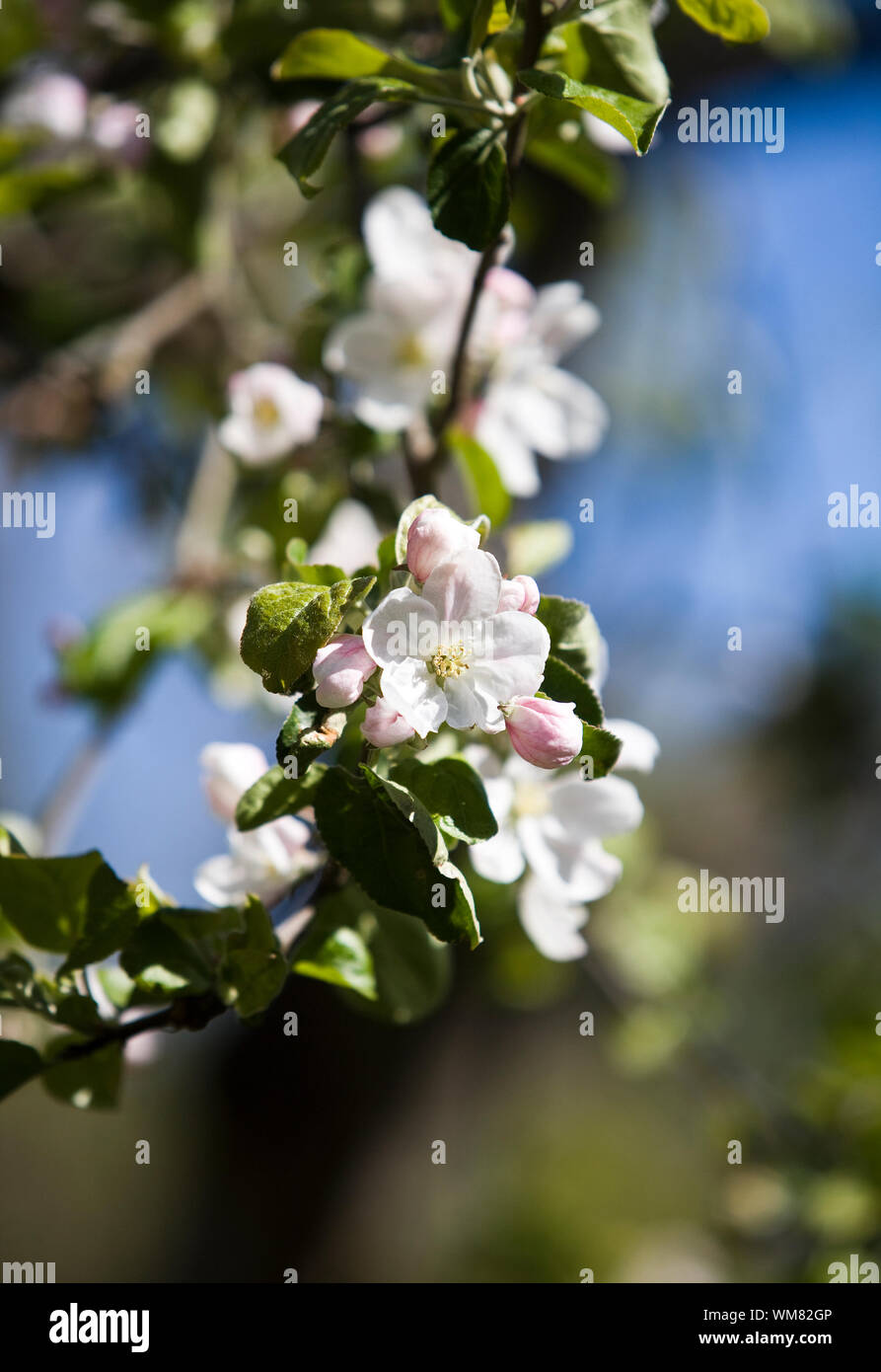 Apfelblüte mit kurzen Fokustiefe an einem sonnigen Tag Stockfoto