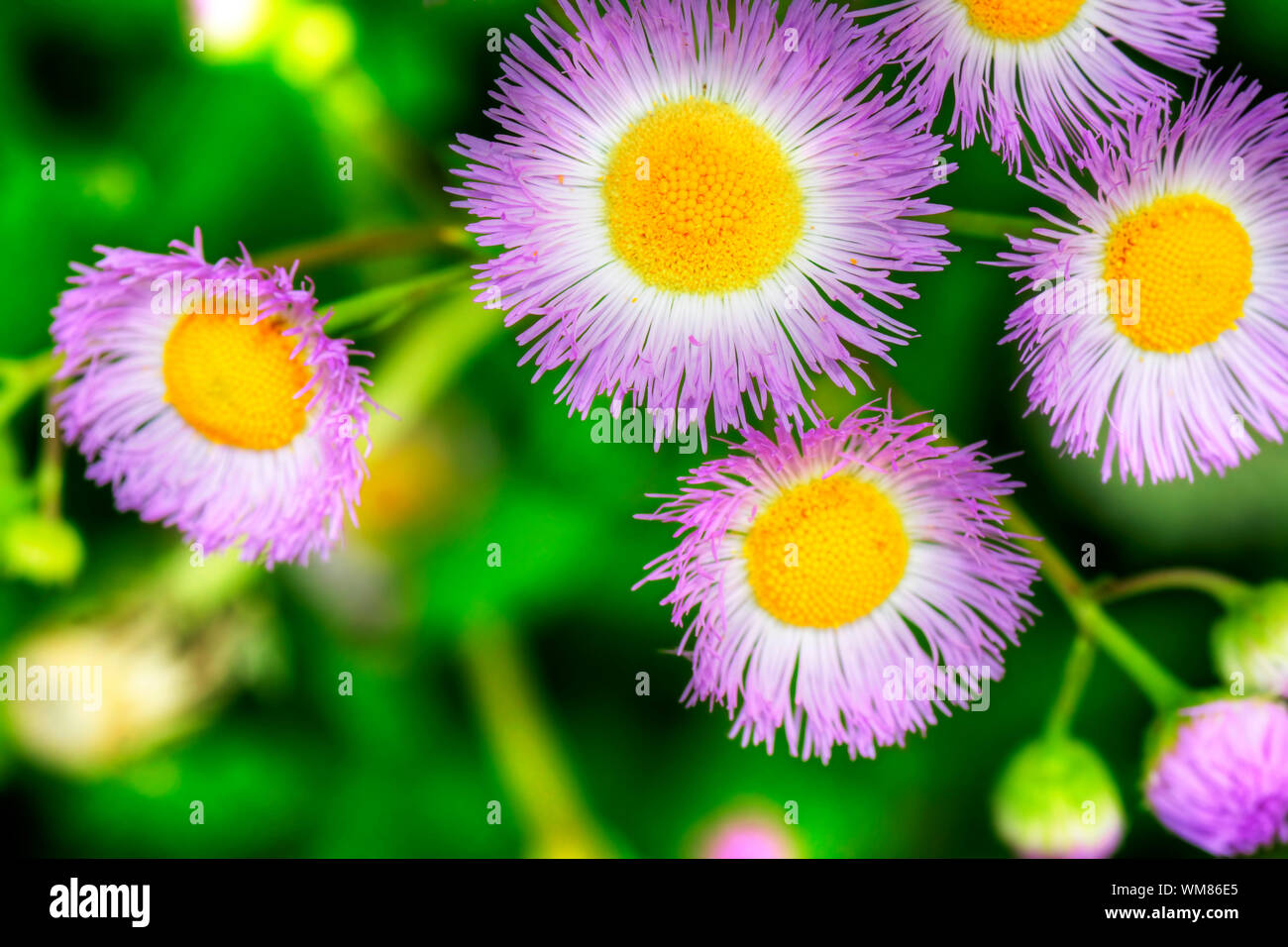 Schöne floral background: Hdr von gemeinsamen Fleabane wildflower mit kontrastierenden Lila, Gelb und Grün. Stockfoto