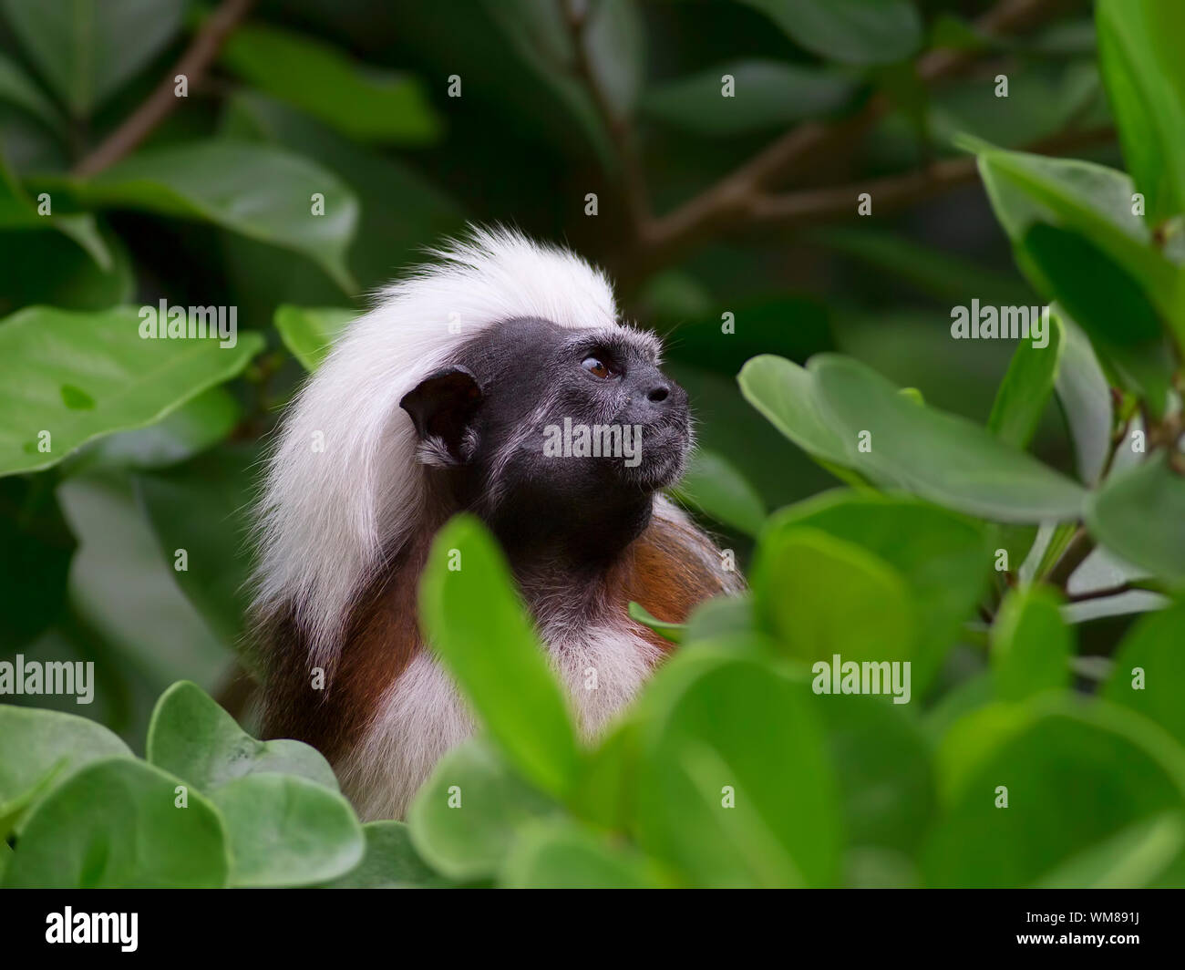 Baumwoll-Top Tamarin in der tropischen Wald von Kolumbien Stockfoto