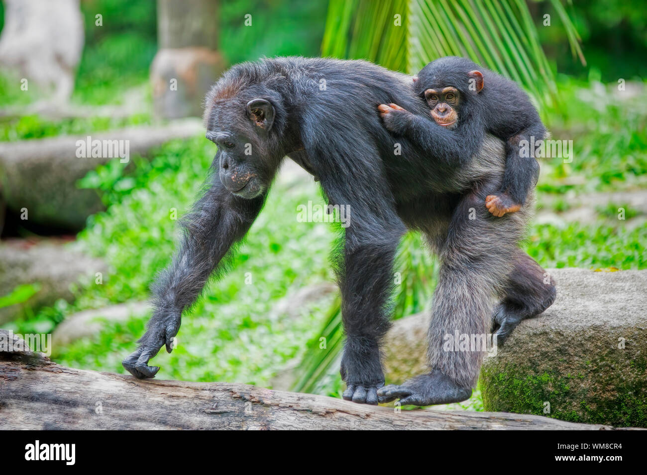 Gemeinsame Schimpanse mit ihrem Kind in der Wildnis Stockfoto