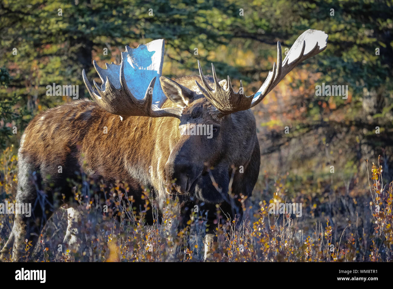 Nahaufnahme eines männlichen Elch mit riesigen geweih in den späten Nachmittag Licht im Denali National Park, Alaska Stockfoto