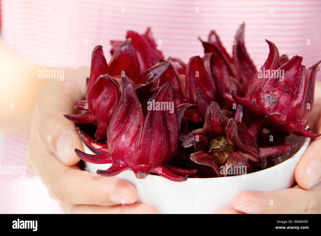 frische Roselle Blume Stockfoto