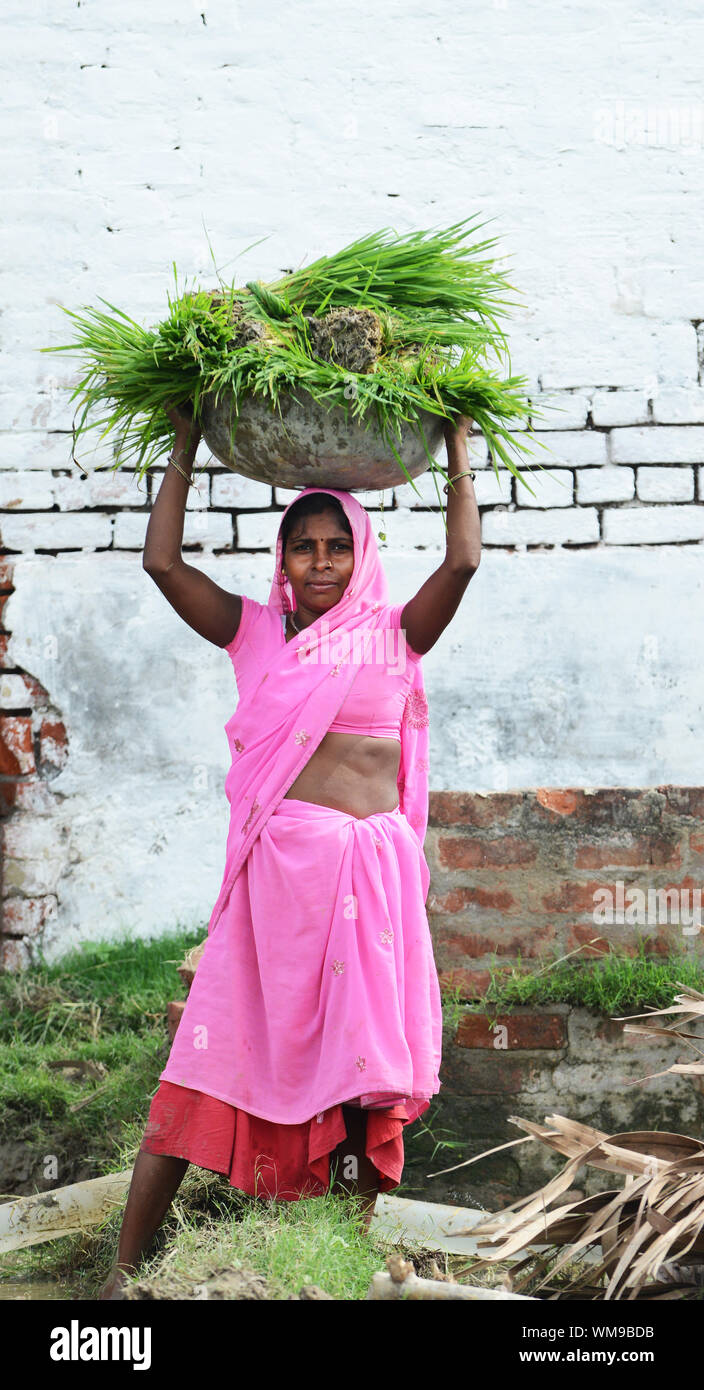 Eine indische Frau mit einem Korb von Reis Pflanzgut auf den Kopf. Stockfoto
