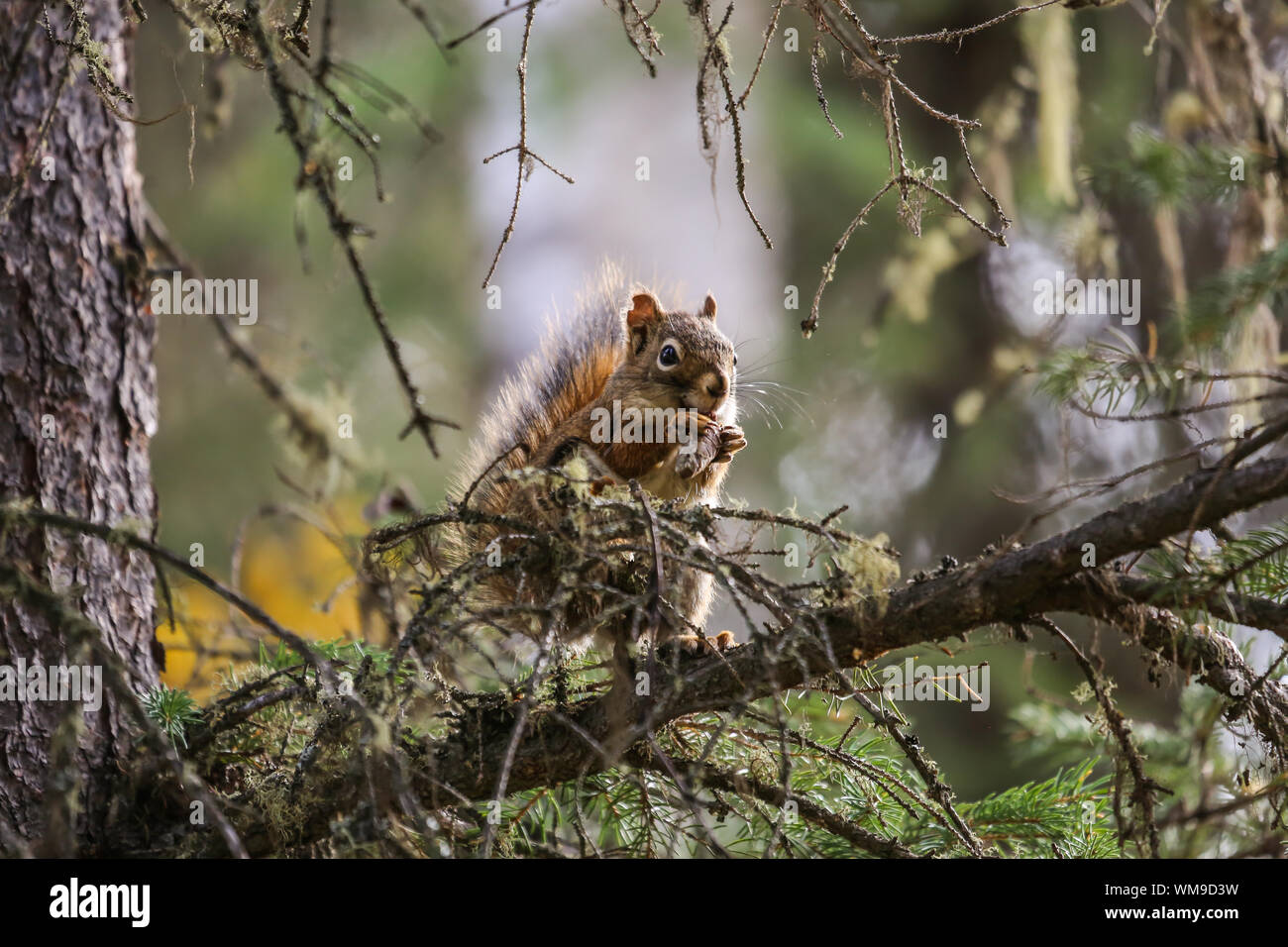 Nahaufnahme von einem roten Eichhörnchen knabbert an einem Kegel, Chena River State Park, Alaska Stockfoto