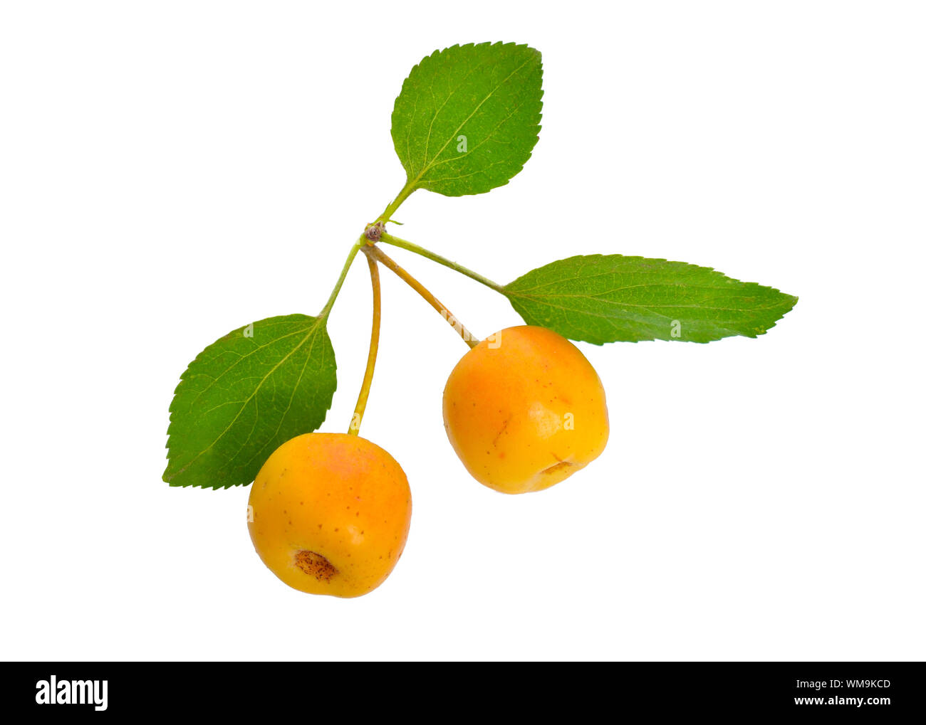 Malus Whipplei durch den gemeinsamen Namen sibirischen Holzapfel, Sibirische Katze, Manchurian Crab Apple und Chinesische Crab Apple bekannt. Isoliert Stockfoto