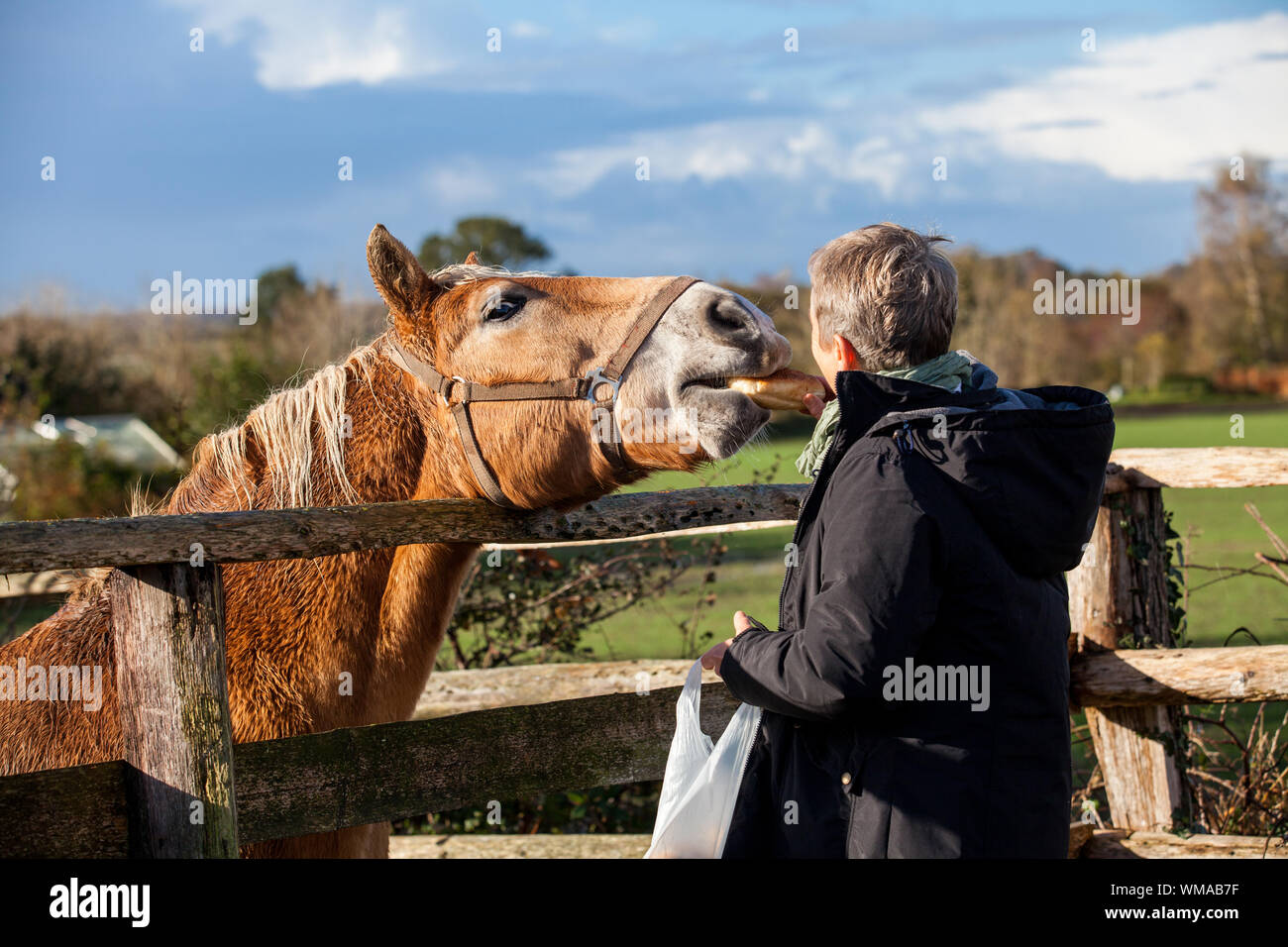 Ältere Paare petting ein Pferd in einem paddock Stockfoto