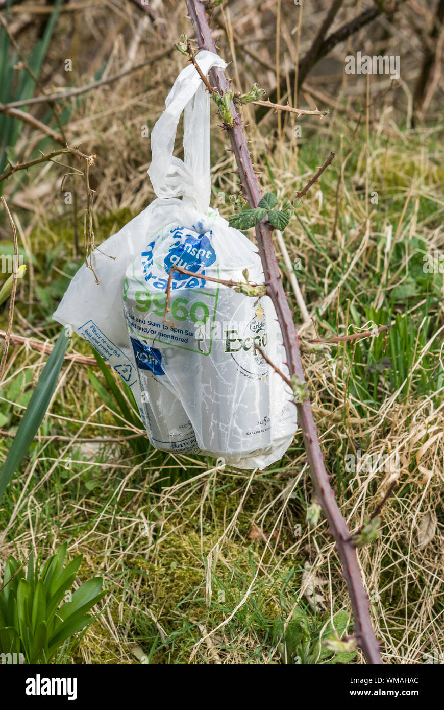 Leere Dosen Lagerbier (Bier) in einer weißen Plastiktüte, die an einem Bramble am Straßenrand befestigt ist Stockfoto