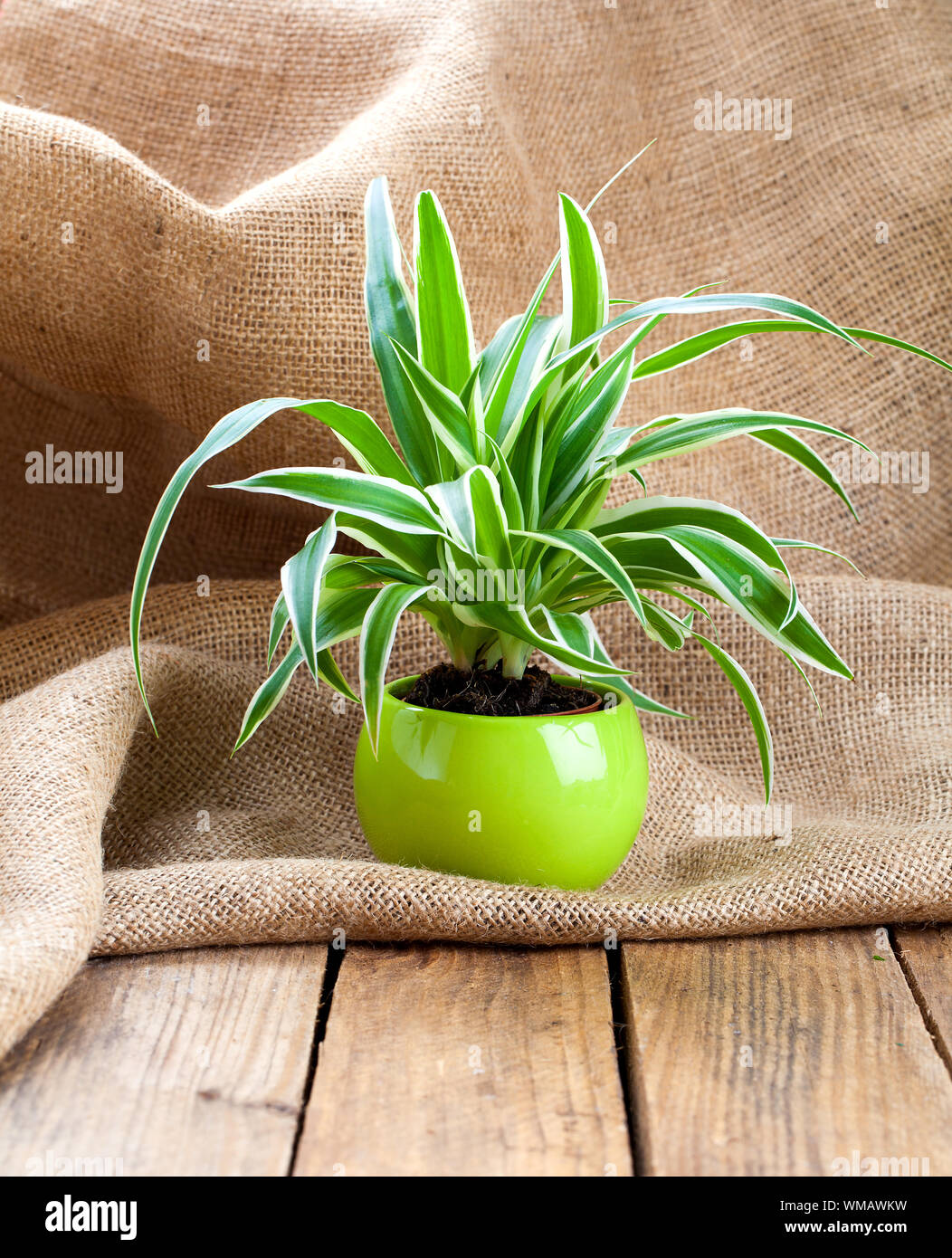 Grüne Chlorophytum Pflanze im Topf, einen Sack Holz- Hintergrund. immergrüne Staude Blütenpflanzen in der Familie Asparagaceae, unterfamilie Agavo Stockfoto