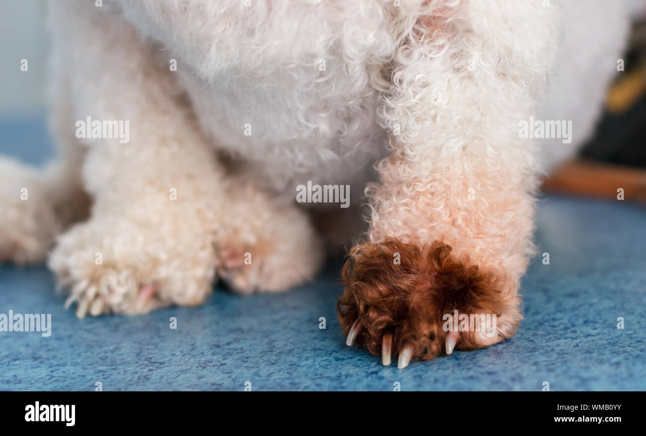 Bichon Bologneser Hund Rasse mit Malassezia pachydermatis Stockfotografie -  Alamy