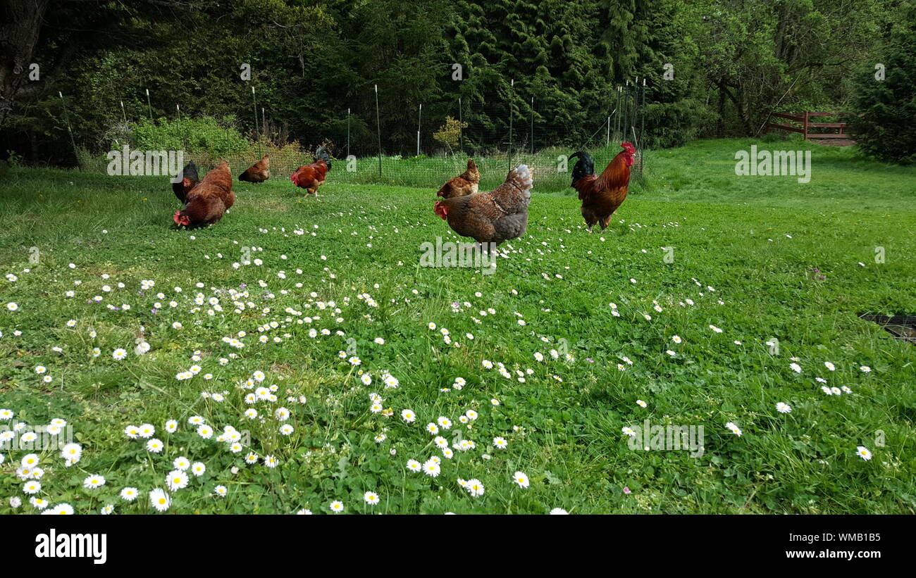 Hahn blumenwiese -Fotos und -Bildmaterial in hoher Auflösung – Alamy