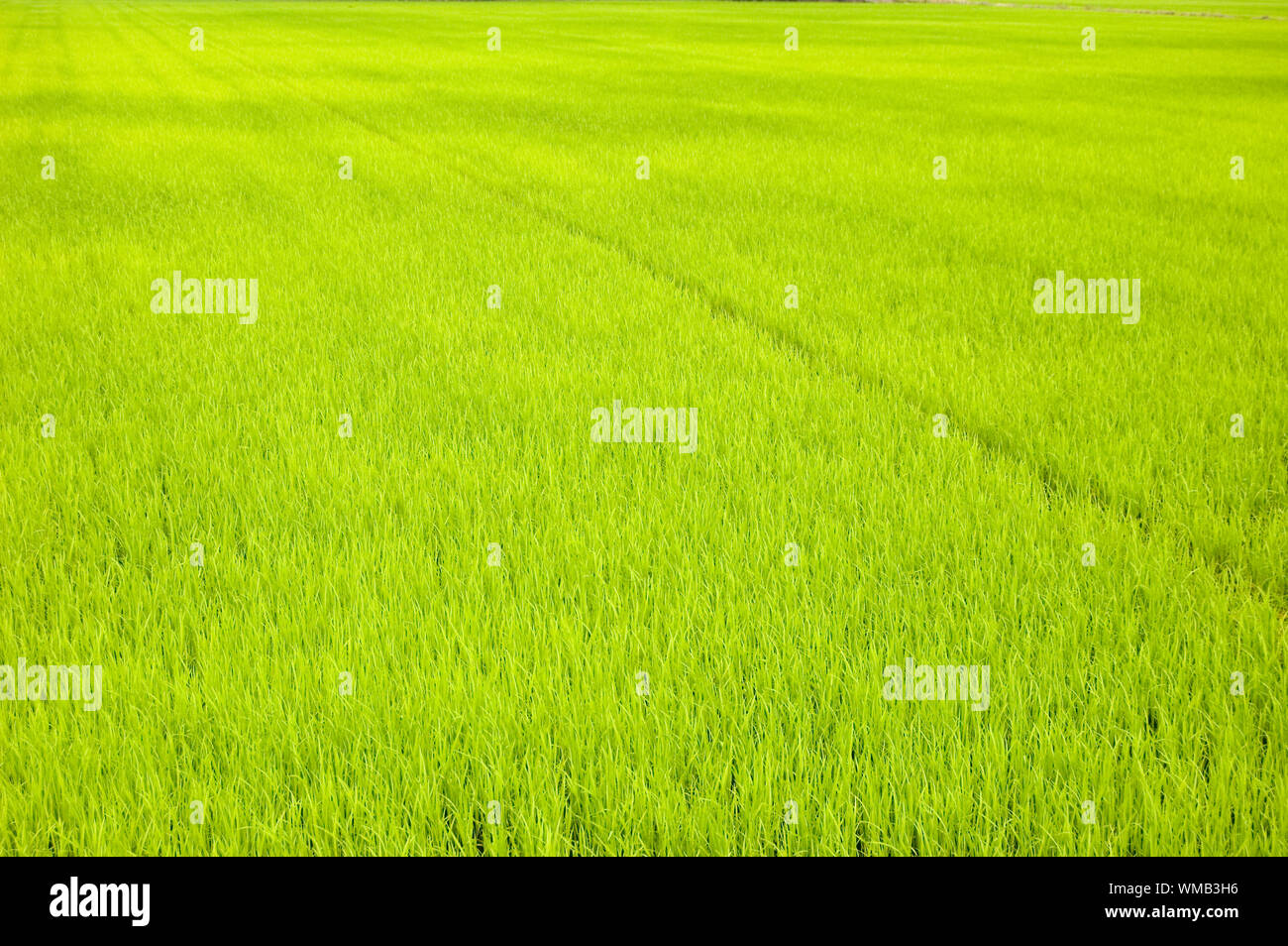 Grüne Reisfelder (frühzeitig) Stockfoto