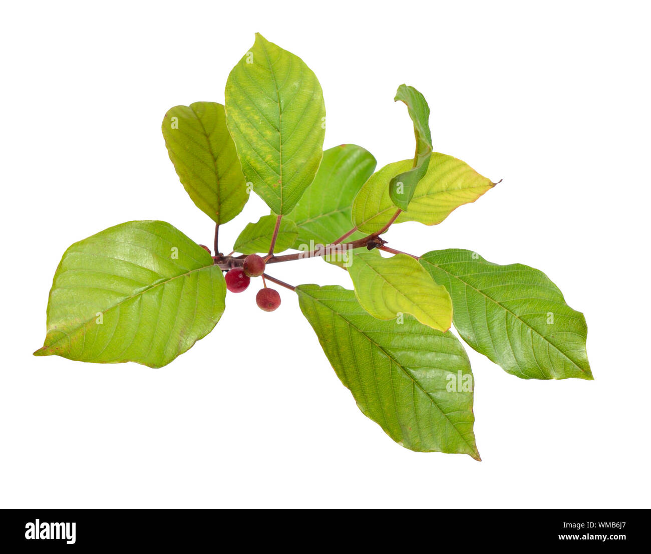 Frangula oder buckthorns Zweig mit Beeren auf weißem Hintergrund. Stockfoto