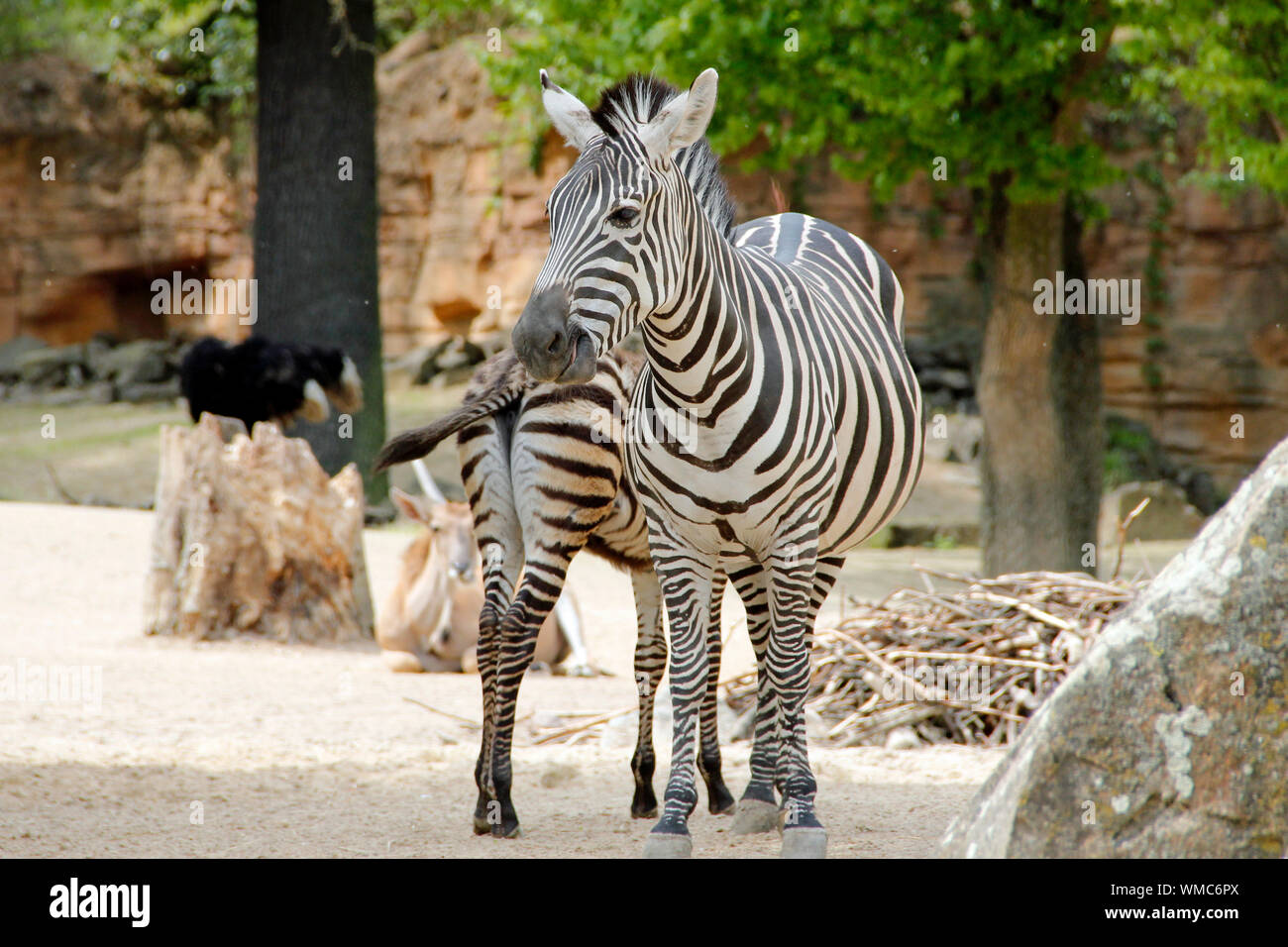 Grant plains Zebra auf die Seite Suchen, Equus quagga boehmi Stockfoto